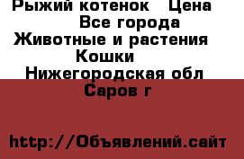 Рыжий котенок › Цена ­ 1 - Все города Животные и растения » Кошки   . Нижегородская обл.,Саров г.